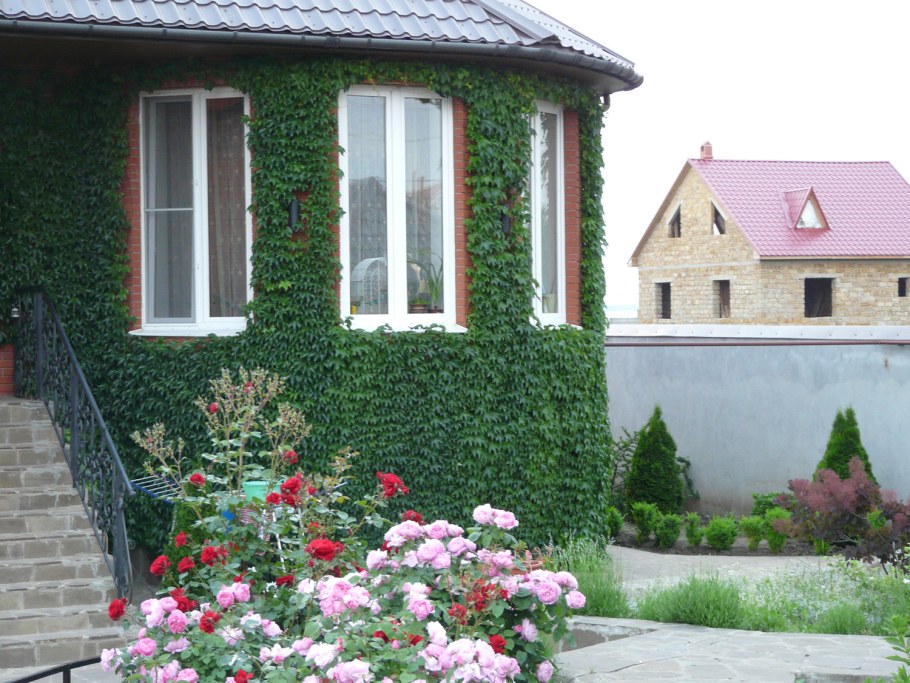 Живая изгородь (виноград + плющ) (Аэлита)