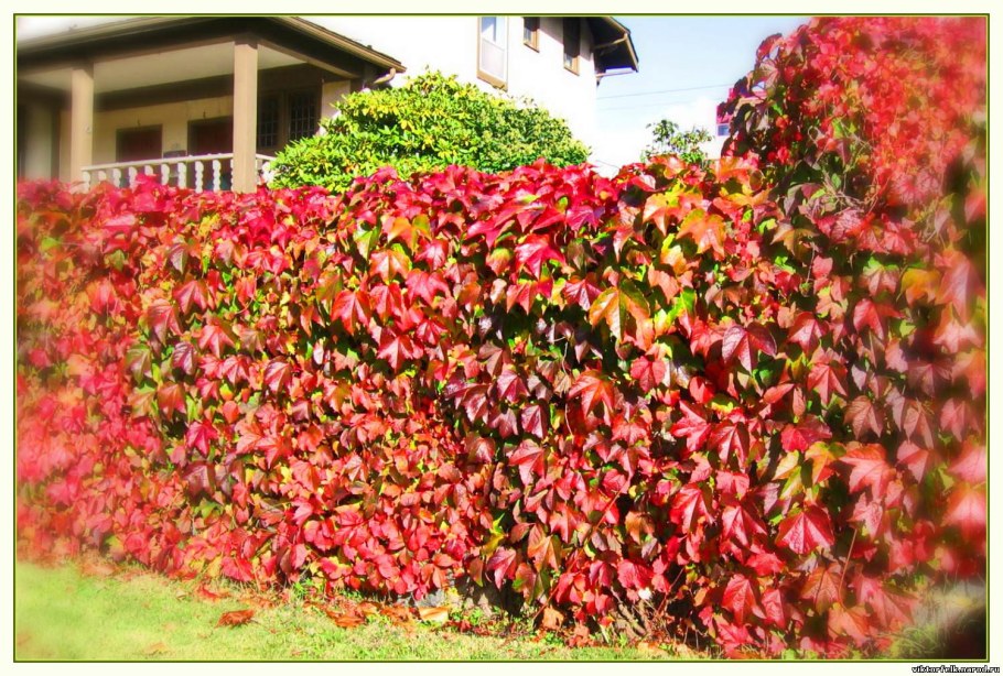 Виноград пятилисточковый партеноциссус