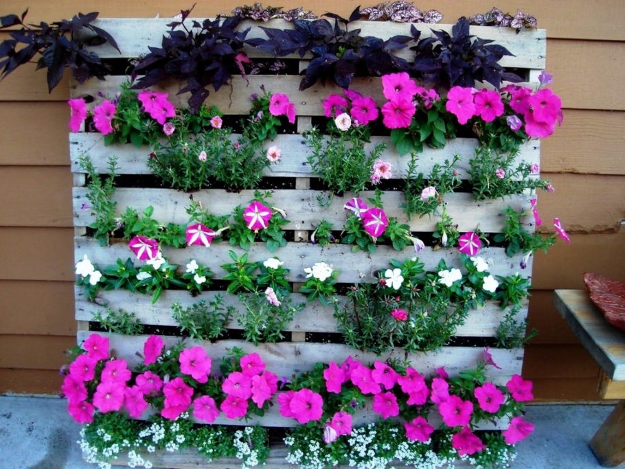 Вертикальное Озеленение петунии