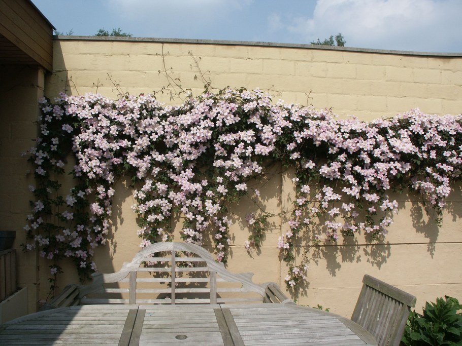 Калистегия Флора плена Лиана