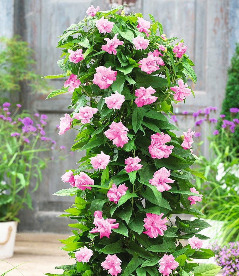 Калистегия посадка и уход в открытом грунте