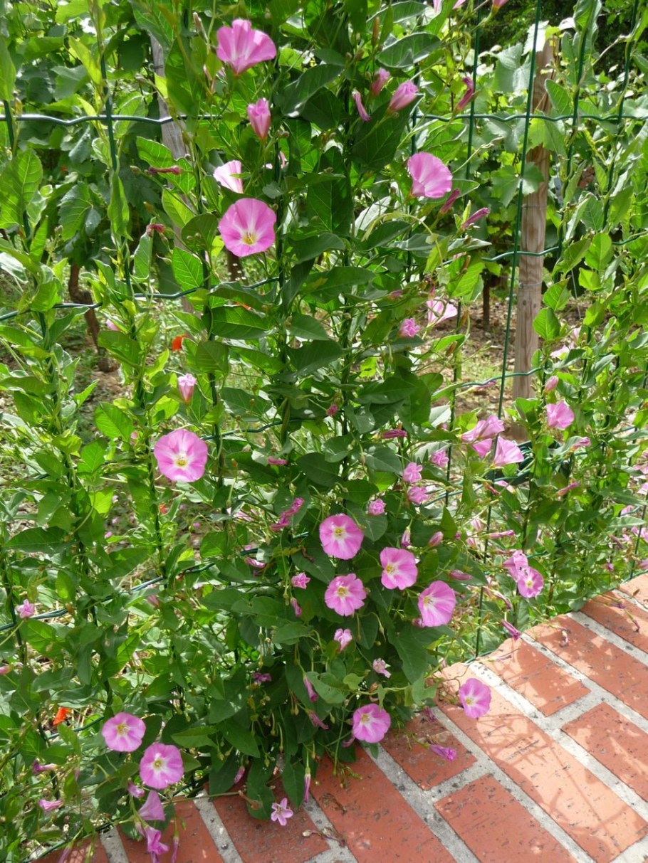 Калистегия Флора плена Лиана