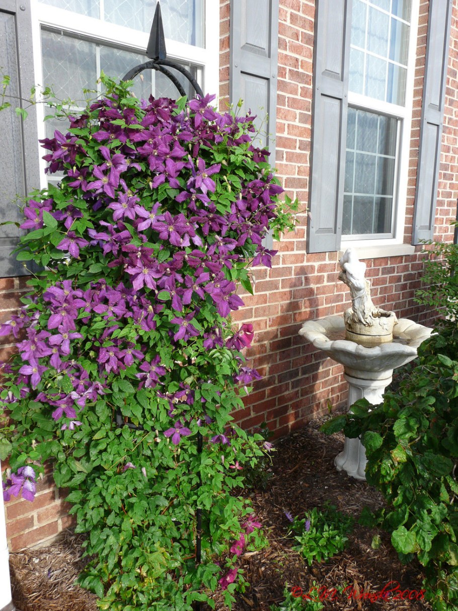 Клематис Витицелла полиш спирит