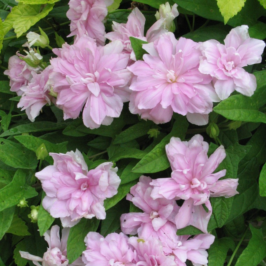 Лиана калистегия