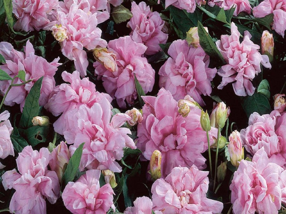 Калистегия махровая - Calystegia hederifolia Plena