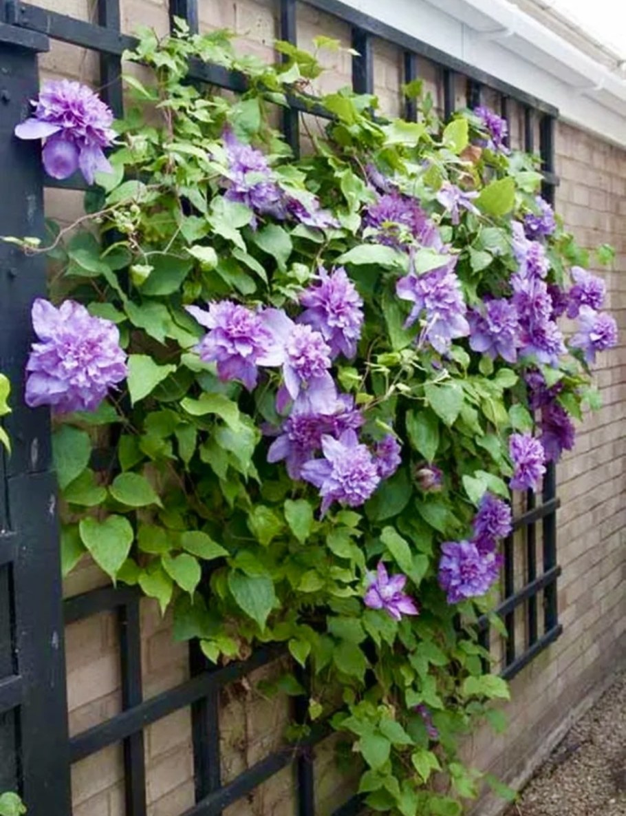 Клематис Вивиан