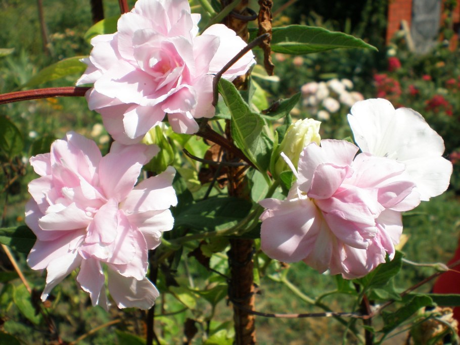 Сибирская роза калистегия