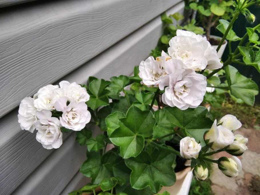 Пеларгония плющелистная — isе Rоsе