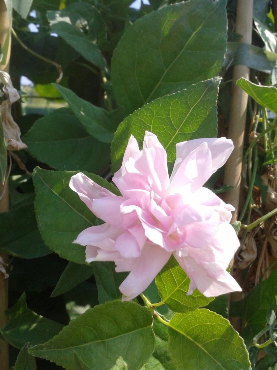 Калистегия махровая ( Сибирская роза)