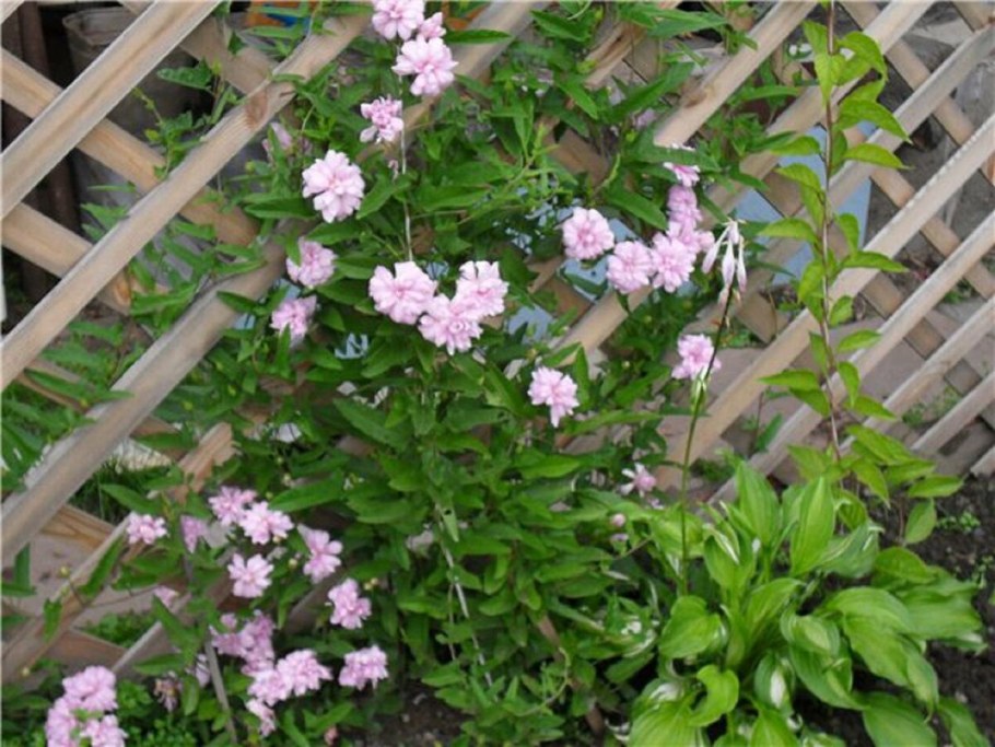 Лиана калистегия махровая