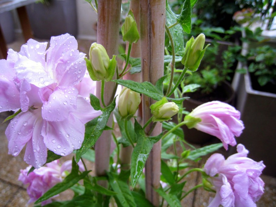 Сибирская роза калистегия