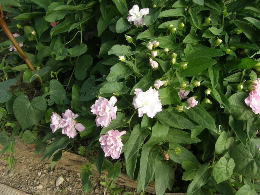 Лиана калистегия