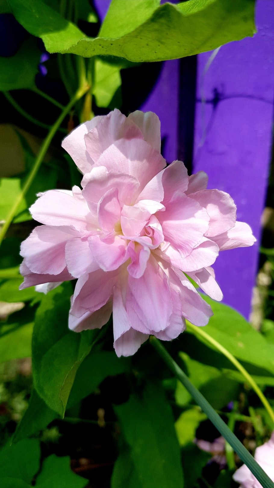 Клематис калистегия