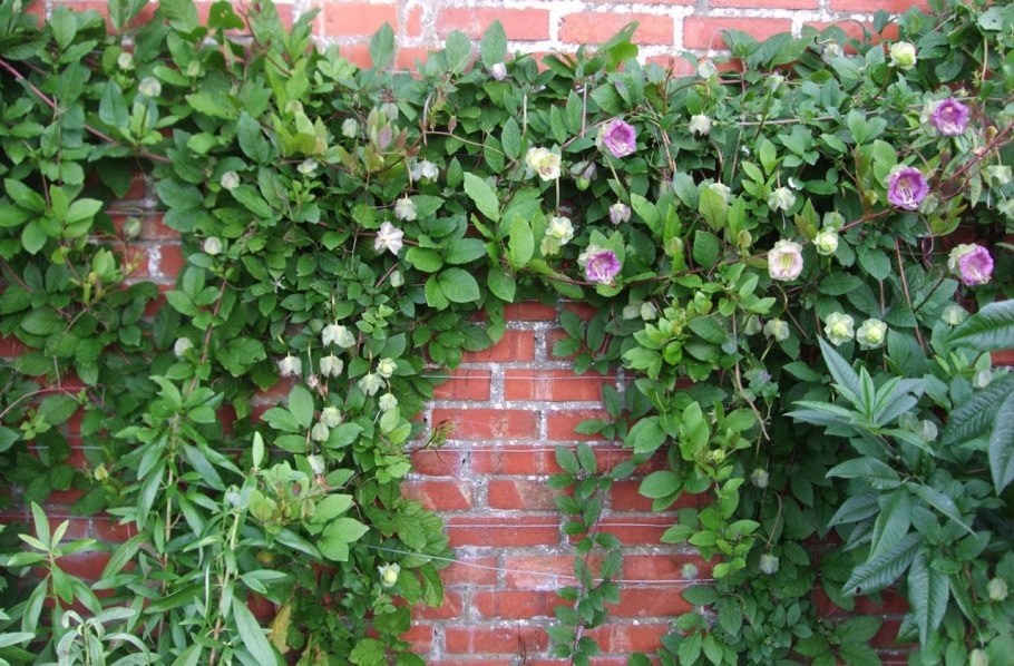Растение кобея лазающая
