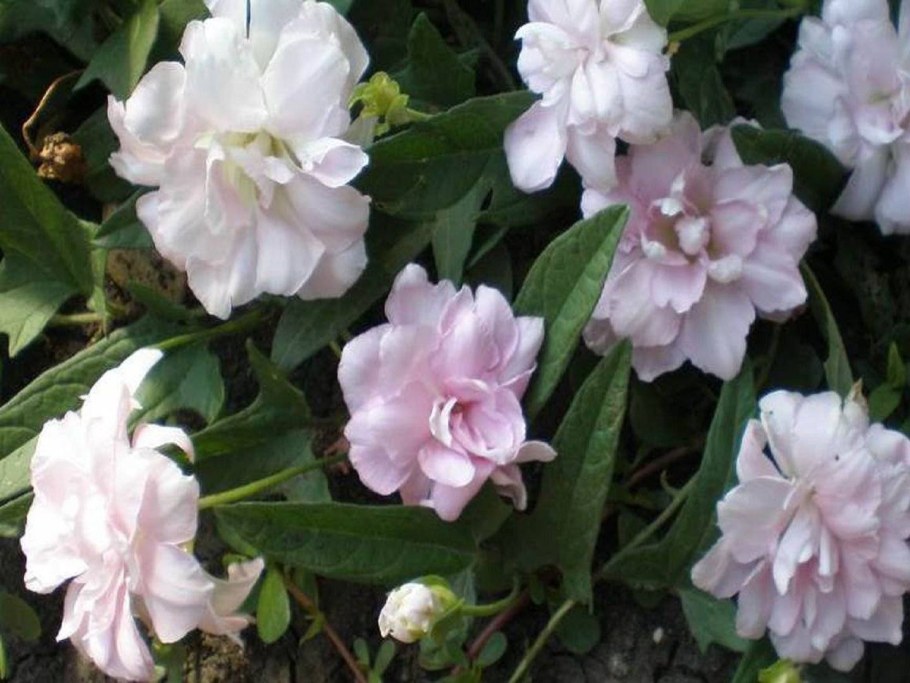 Лиана калистегия