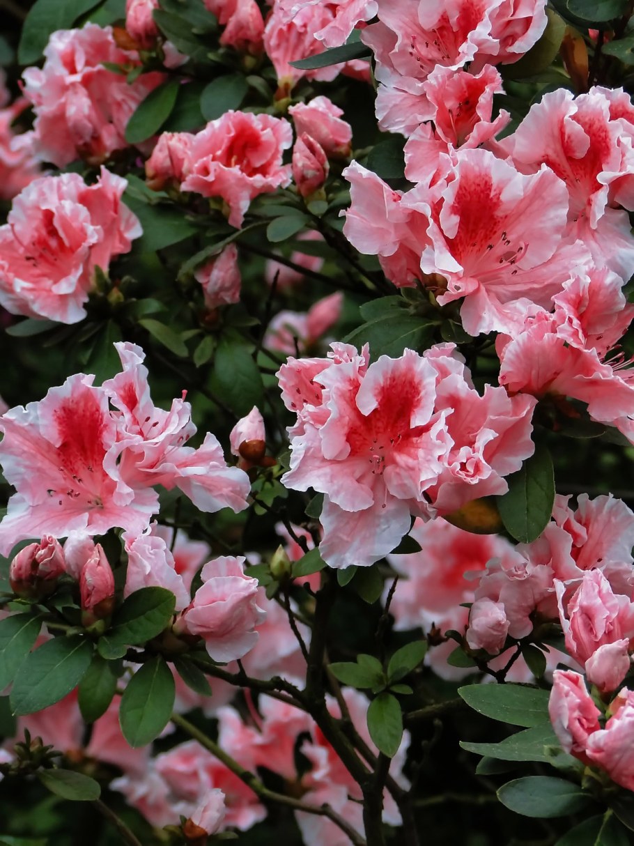 Сибирская роза калистегия