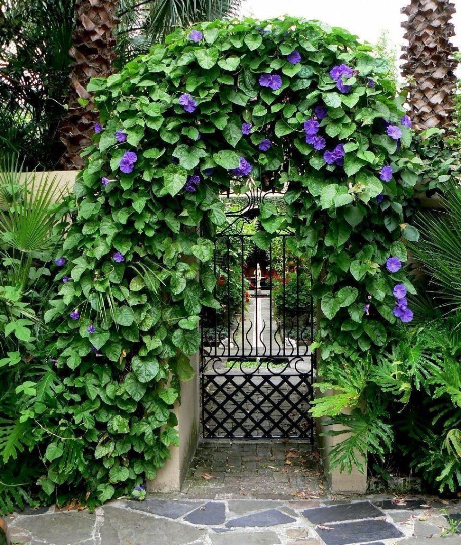 Ипомея пурпурная