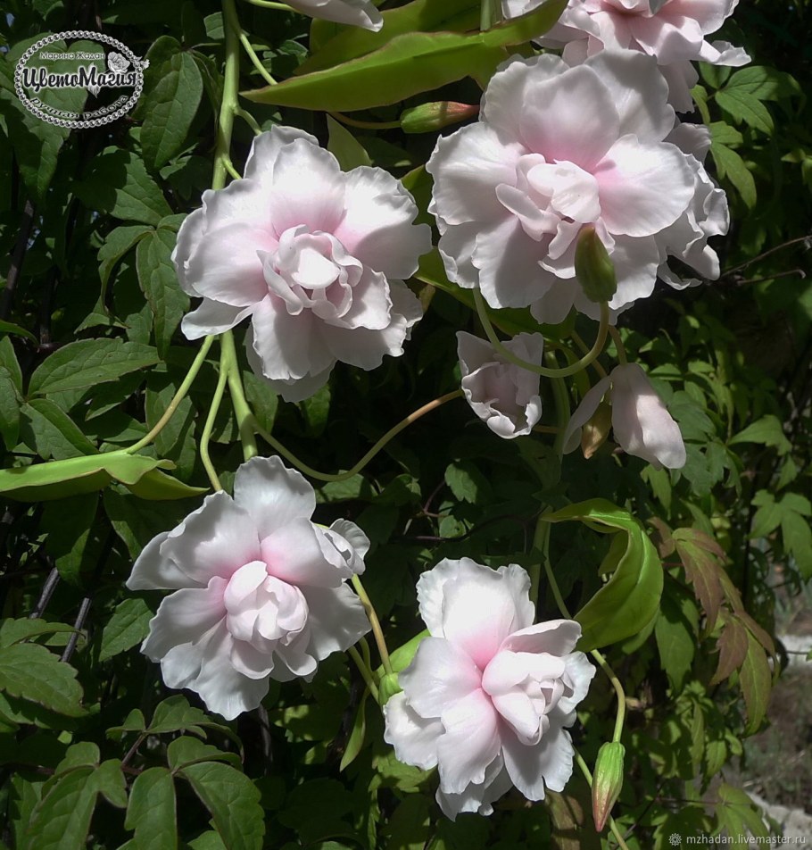 Клематис калистегия