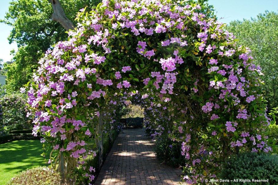 Калистегия плетистая Садовая