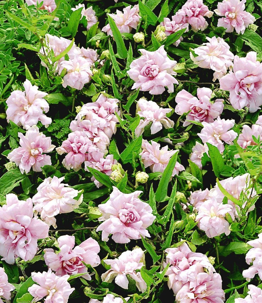 Лиана калистегия махровая