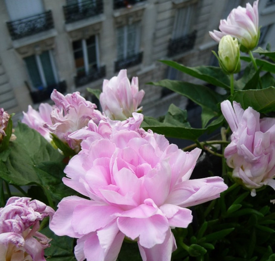 Роза калистегия