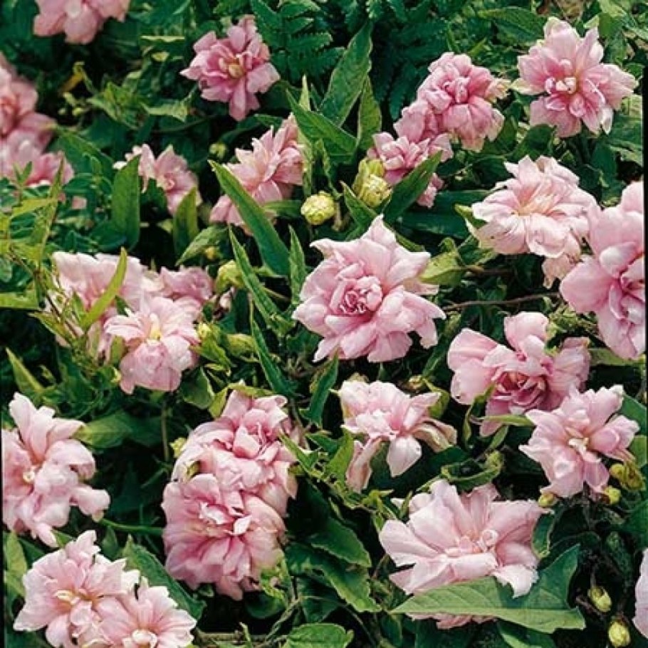 Лиана калистегия