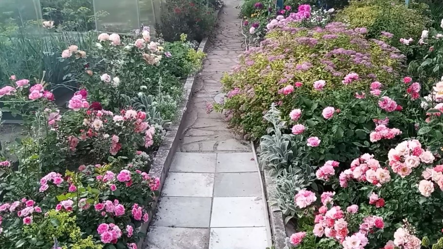 Мускусная роза балерина