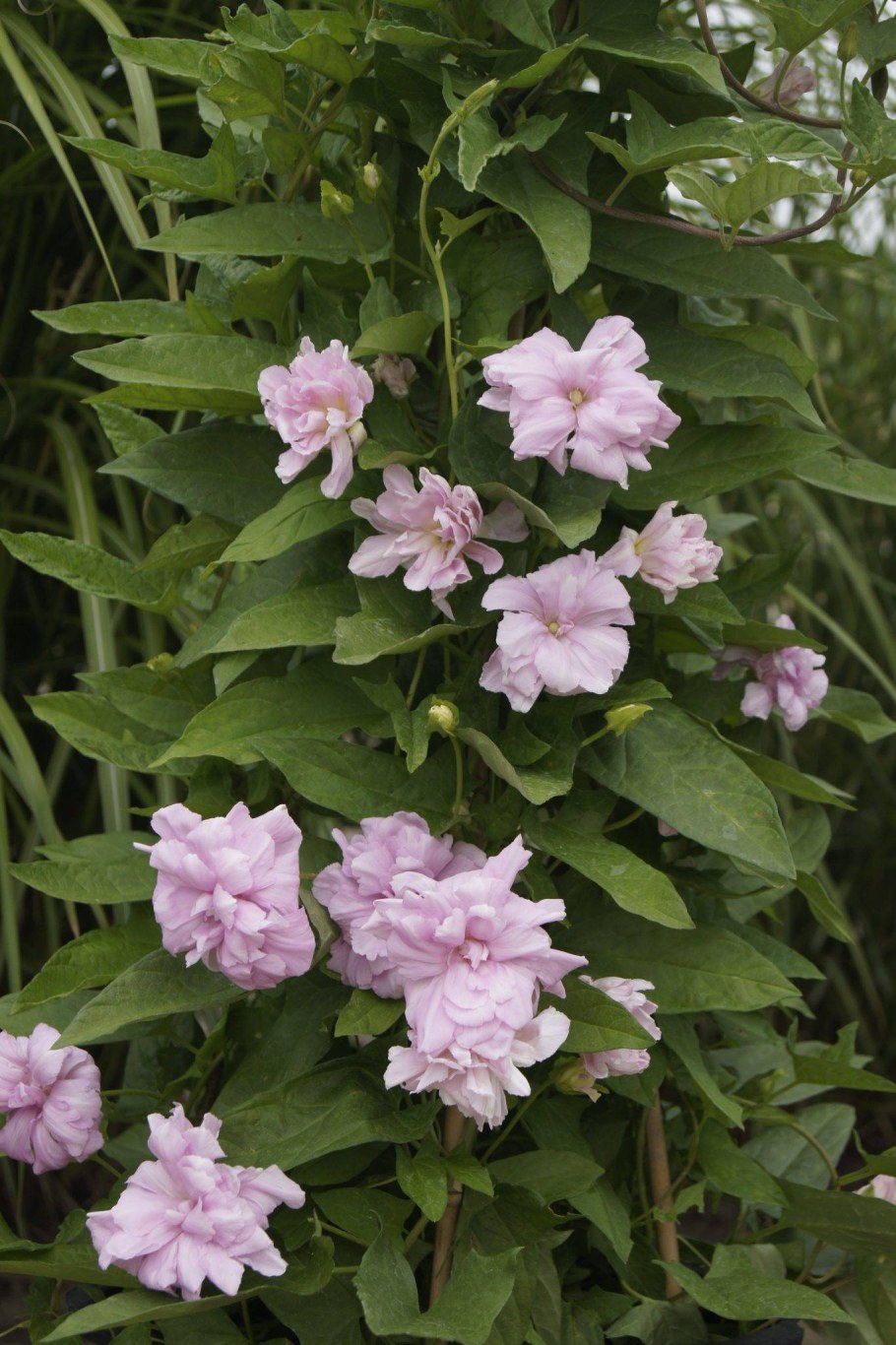 Лиана калистегия