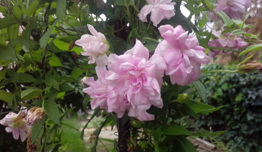 Лиана калистегия махровая