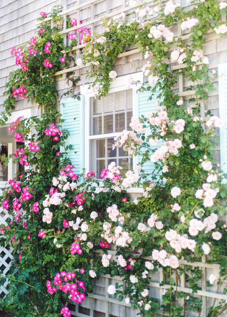 Лиана калистегия махровая