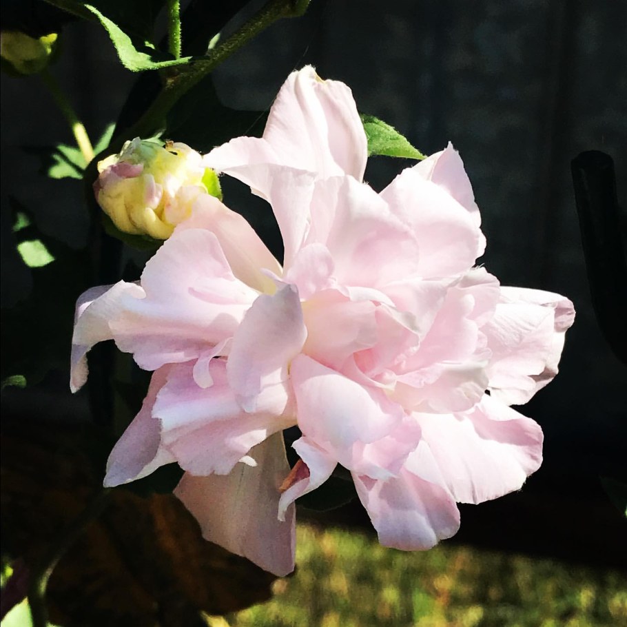 Калистегия махровая