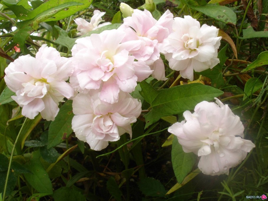 Лиана калистегия