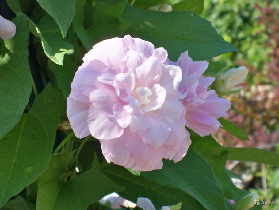 Цветущая Лиана калистегия