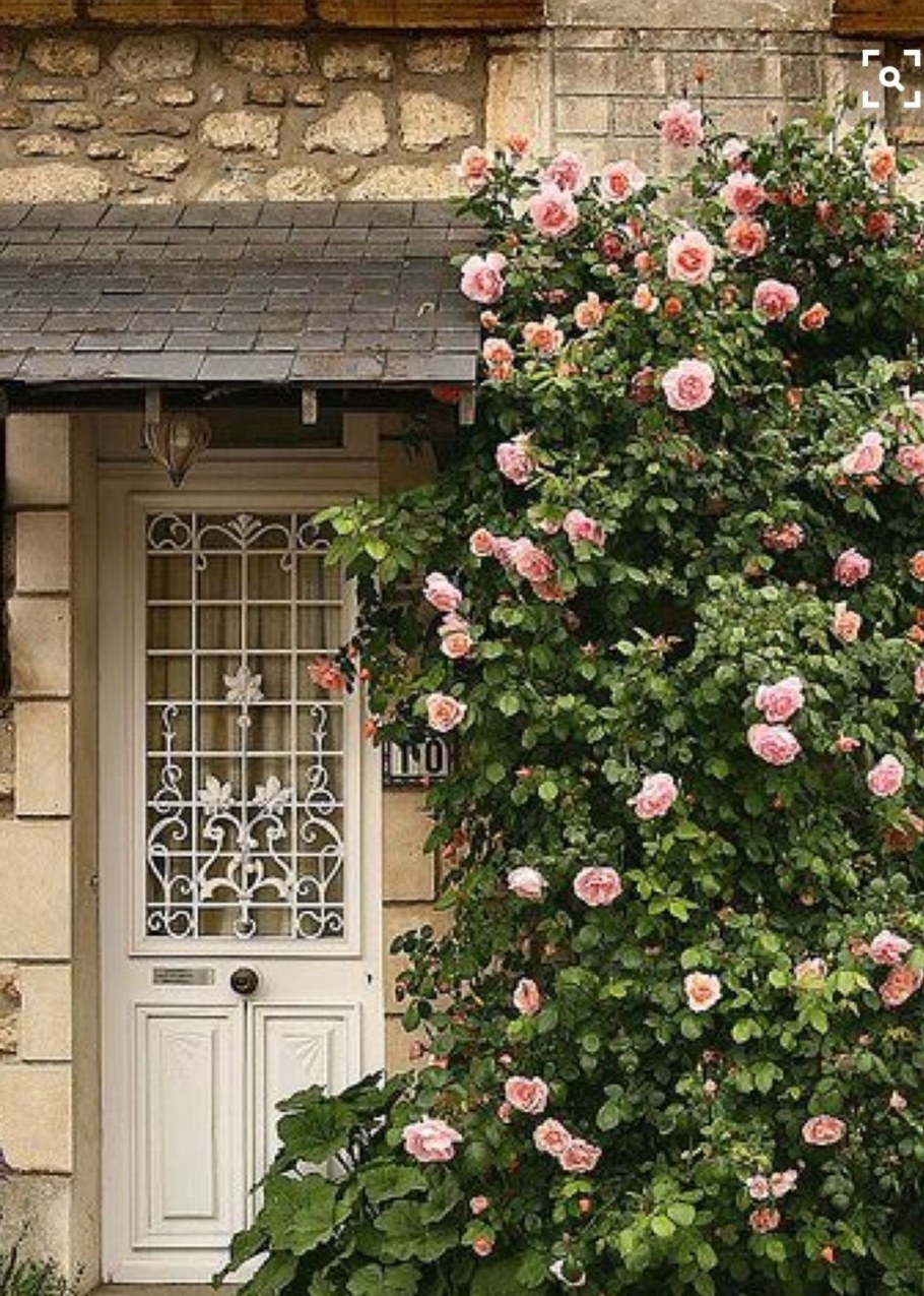 Розы плетистые Розен Гарден