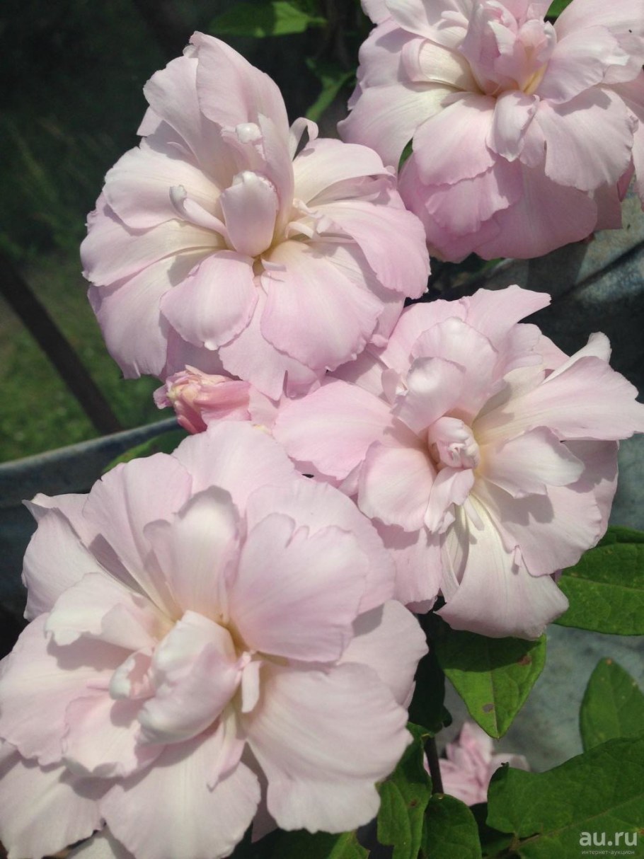 Лиана калистегия махровая