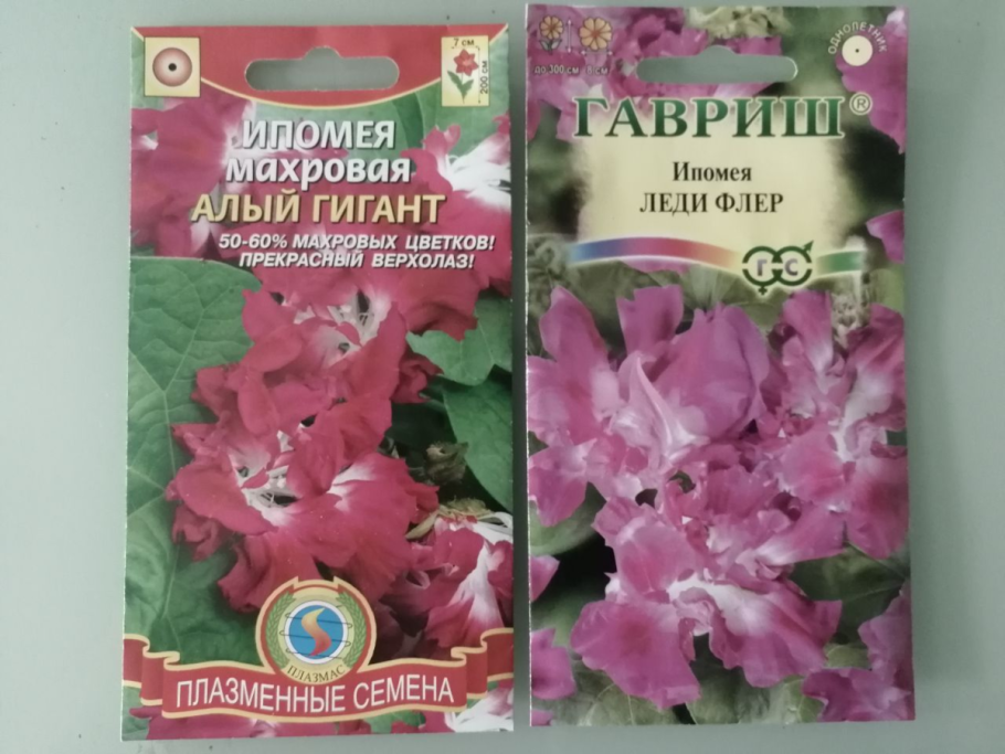 Калистегия махровая "флоре плена"