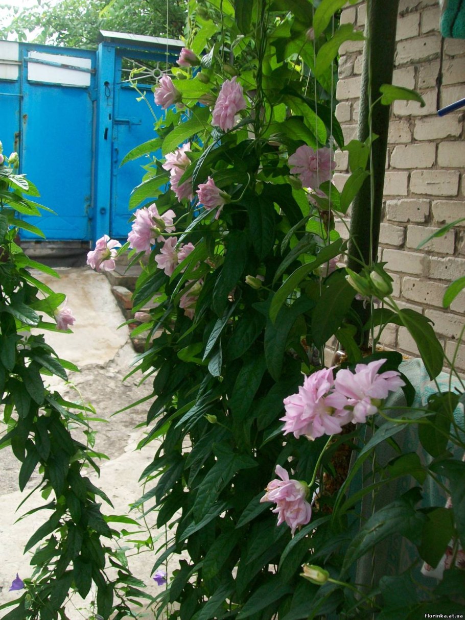 Калистегия Флора плена Лиана