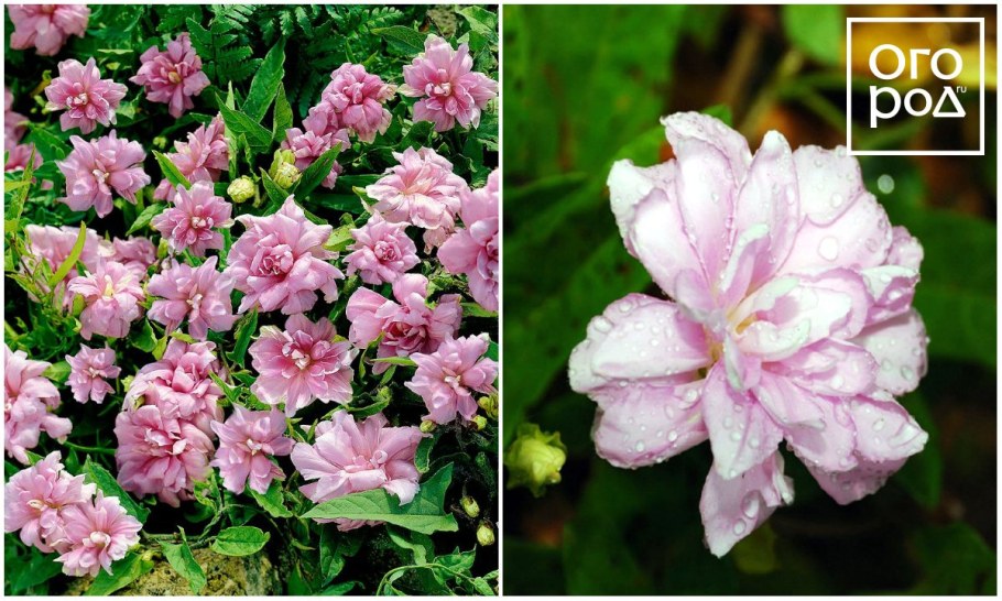 Лиана калистегия махровая