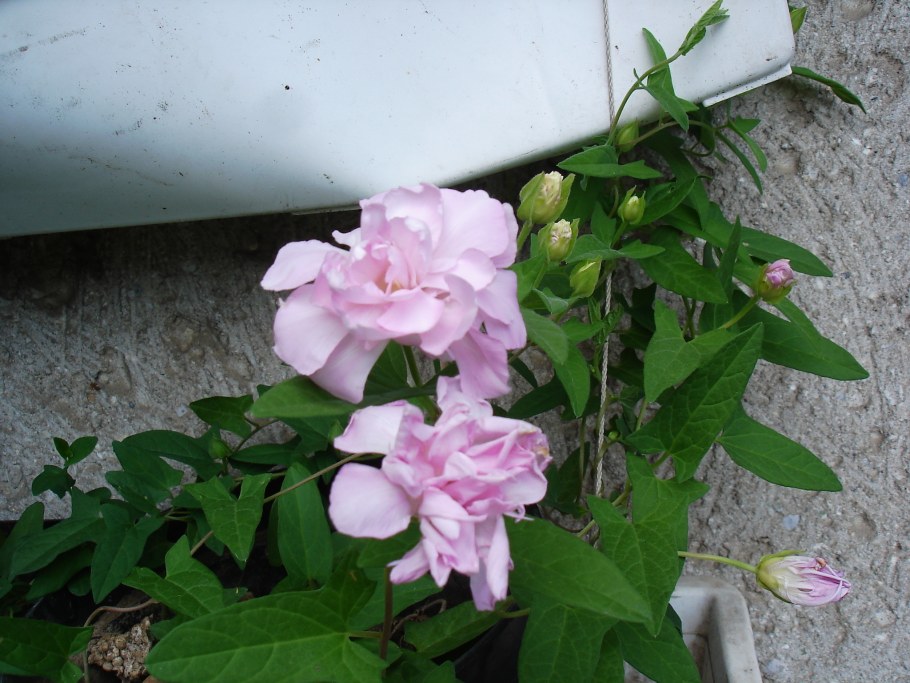 Калистегия махровая "флоре плена"