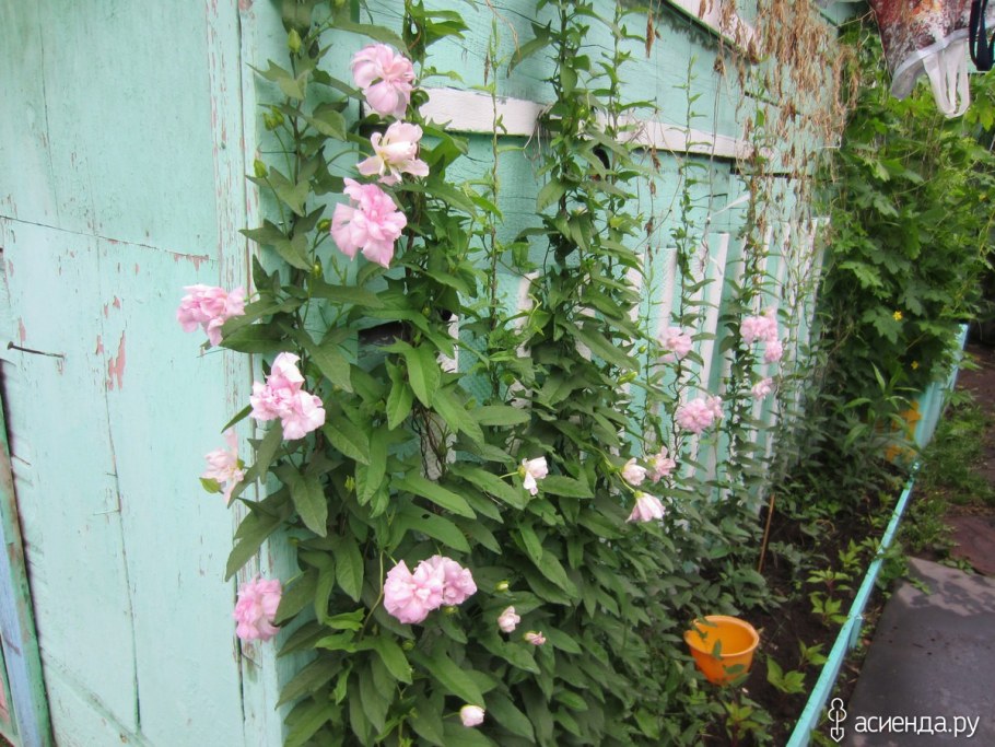 Лиана калистегия махровая