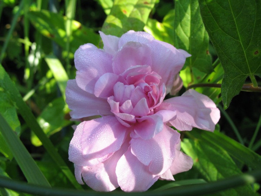 Калистегия махровая ( Сибирская роза)