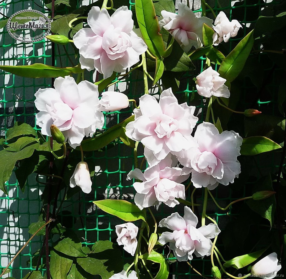 Цветущая Лиана калистегия