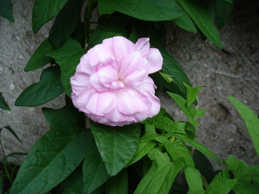 Калистегия махровая