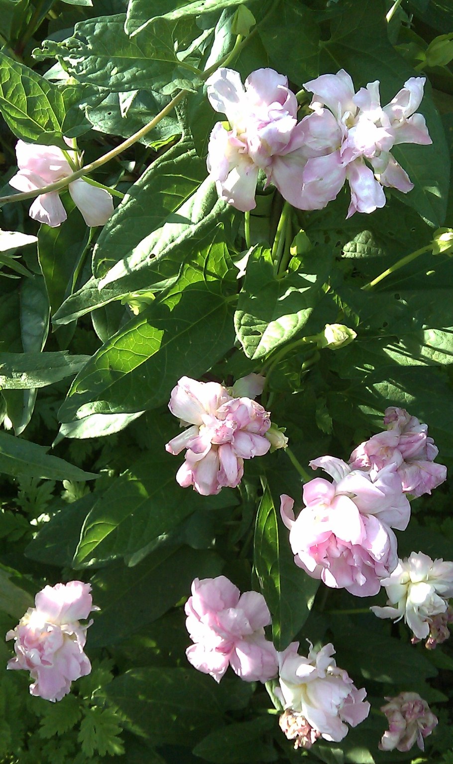 Лиана калистегия махровая