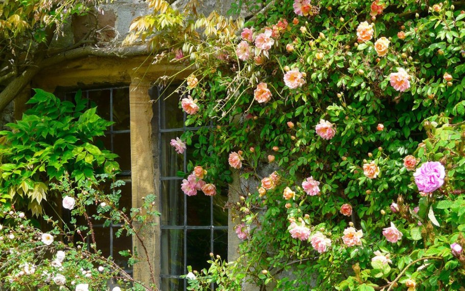 Роза плетистая Роуз Гарден