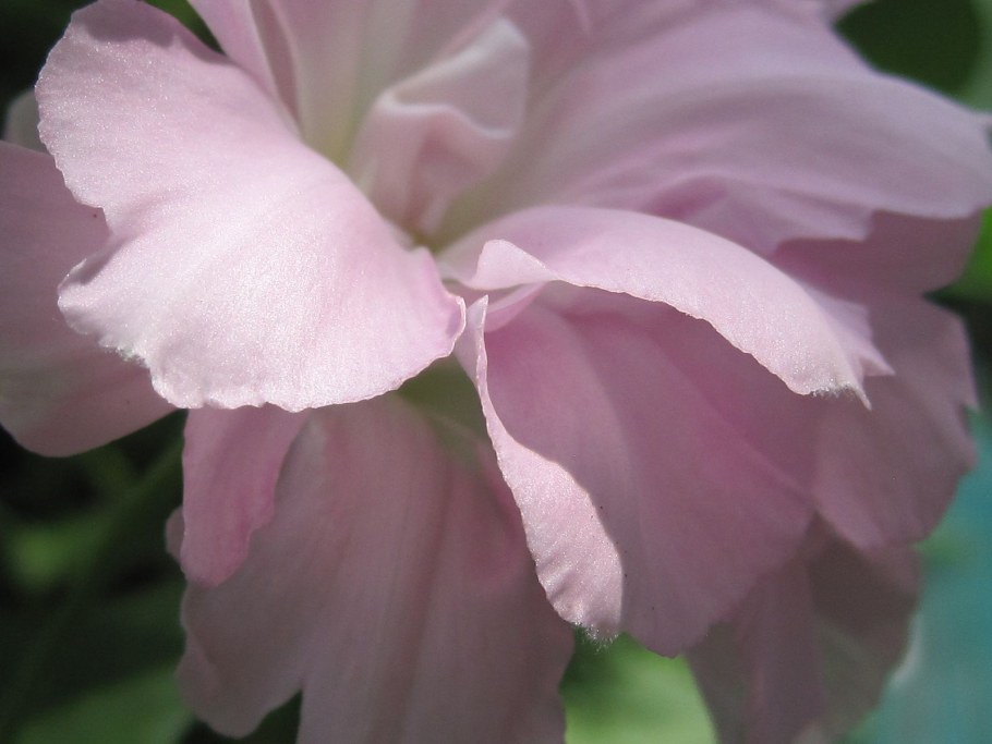 Лиана калистегия