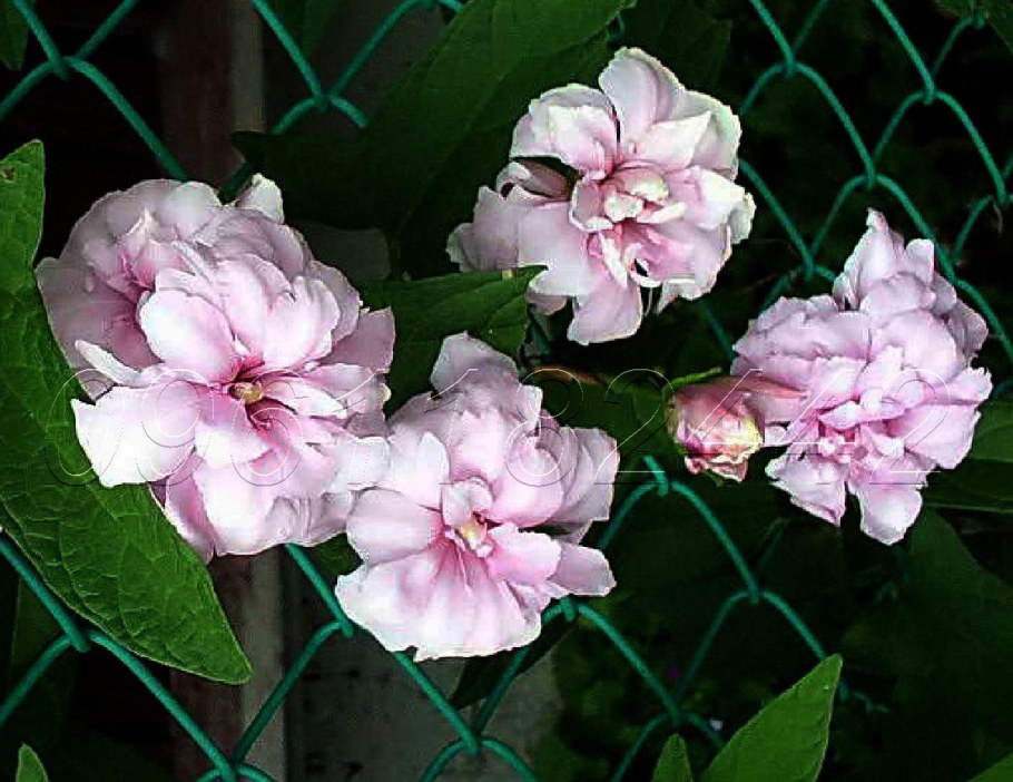 Лиана калистегия