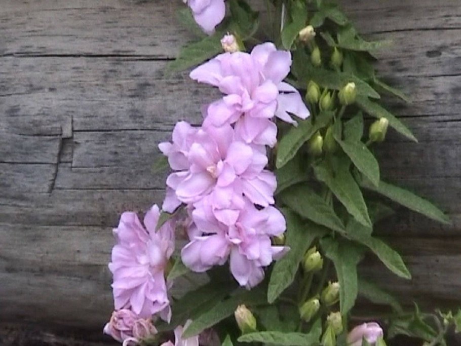 Сибирская роза калистегия