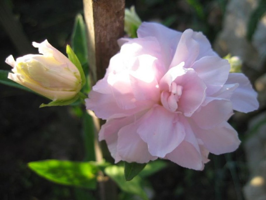 Лиана калистегия махровая