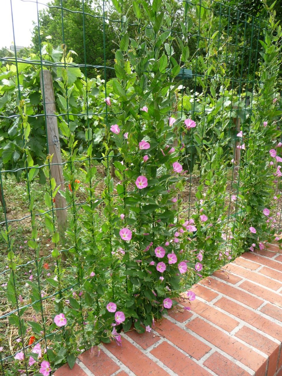 Лиана калистегия